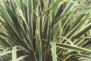 Green thin long leaves . Plant with narrow leaf