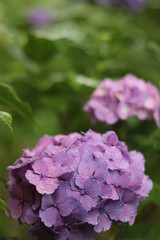 紫陽花