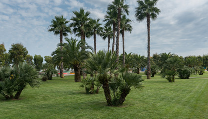 Landscape of green grass field and palm trees in city park.
