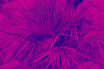 Green thin long leaves . Plant with narrow leaf