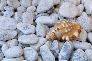 sea shell on white pebbles