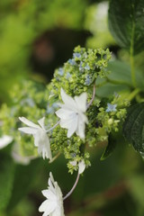 梅雨に咲く紫陽花