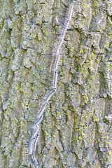 Inline row of walking oak process caterpillars