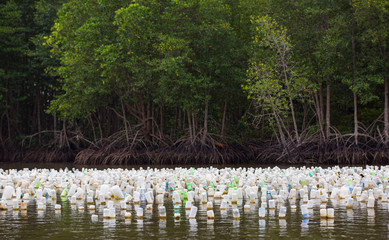 Oyster farming with plastic bottle in east of Thailand.