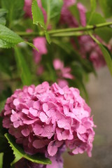 ピンク色の紫陽花