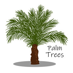 Obraz premium palm trees