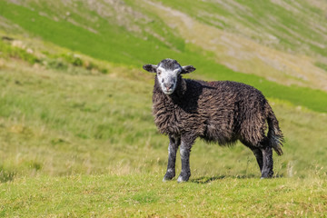 Herdwick lamb in Cumbria, England