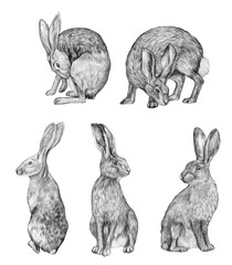Collection graphic drawing in pencil. Sketches of a hares isolated on white. Vintage style. Set of realistic drawing of a rabbits. © Olga Sayuk
