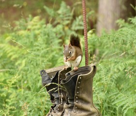 Squirrel standing on old work boots and eating sunflower seed