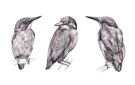 Collection graphic drawings in pencil. Sketches of a birds isolated on white. Set of realistic drawing of a three kingfishers. Vintage style. For a postcards, greeting cards, wedding invitations, etc.