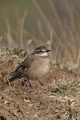 Vertical of Buff-winged Cinclodes, Cinclodes fuscus, on ground