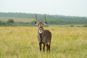 The waterbuck (Kobus ellipsiprymnus)