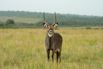 The waterbuck (Kobus ellipsiprymnus)