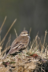 Vertical of Alert Buff-winged Cinclodes, Cinclodes fuscus
