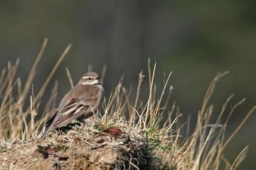 Alert Buff-winged Cinclodes, Cinclodes fuscus
