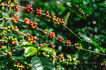Green and Red Arabica coffee berries from coffee tree in the Akha village of Maejantai on the hill in Chiang Mai, Thailand.
