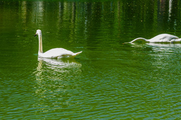 White swan in pond at city park