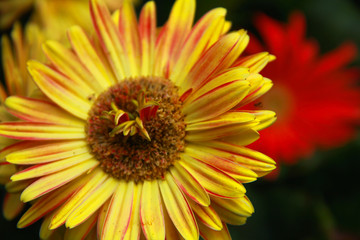 Bright Yellow Flower