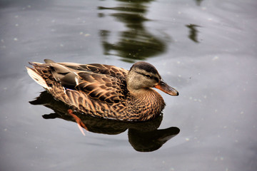 Duck In Pond