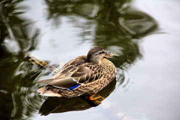 Duck In Pond