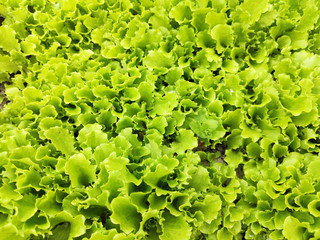 Fresh lettuce leaves, close up, Green background.