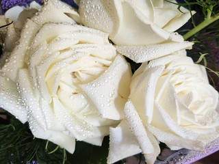 Dew-covered white rose - Close-up white rose with raindrops on the petals