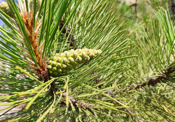 Pine cone on branch Kiefern, Green background.