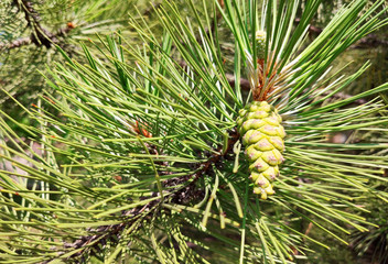 Pine cone on branch Kiefern, Green background.