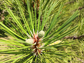 Pine cone on branch Kiefern, Green background.
