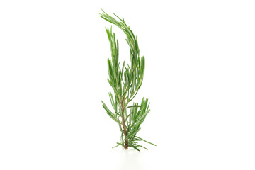 Fresh green rosemary isolated on white background
