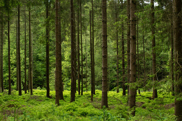 green forest with slim tall trees
