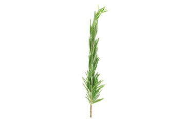 Fresh green rosemary isolated on white background