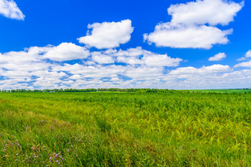 Field of the young corn on summer