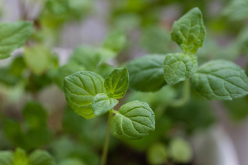 Fototapeta na wymiar Mint plant grown in a pot
