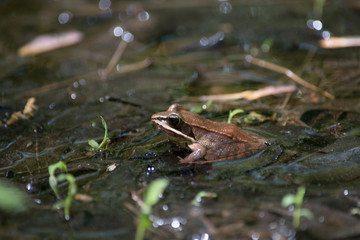 Wood Frog