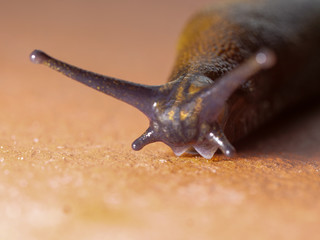 a slug in the garden eating a lettuce leaf. snail invasion in the garden