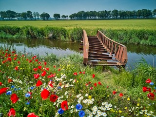 Old bridge in a summer landscape