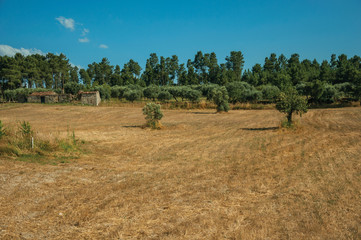 Fototapeta na wymiar Field covered by dry straw and old farmhouse