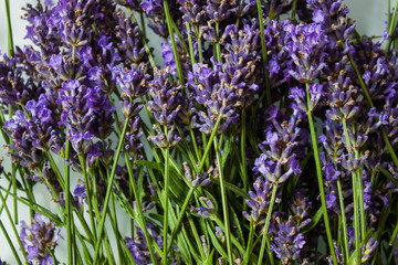 Naklejka premium Fresh lavender flowers.