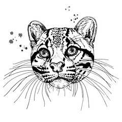 Hand drawn sketch style portrait of clouded leopard isolated on white background. Vector illustration.
