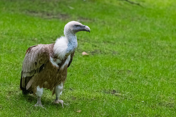 Griffon vulture, Gyps fulvus, bird standing in a field