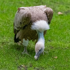 Griffon vulture, Gyps fulvus, bird standing in a field