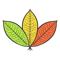 Leaf. Vector concept in doodle and sketch style.