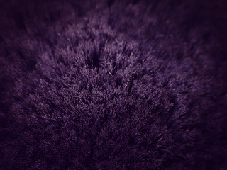 Purple hair abstract background with blur.