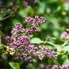 Purple syringa vulgaris on green branches