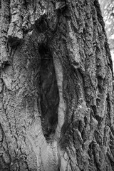 Monochrome texture of rough tree bark with hollow