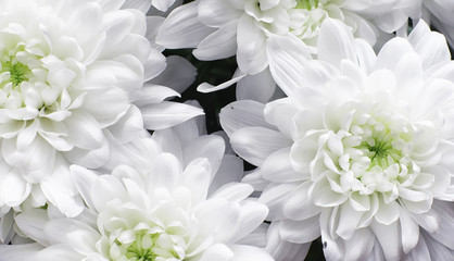 Background of white chrysanthemum flowers. Buds of white flowers. - obrazy, fototapety, plakaty