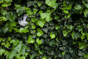 Utility meter partially hidden in green ivy, green power, clean power concept