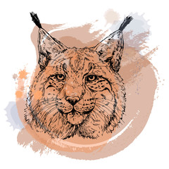Hand drawn sketch style portrait of lynx isolated on white background. Vector illustration.