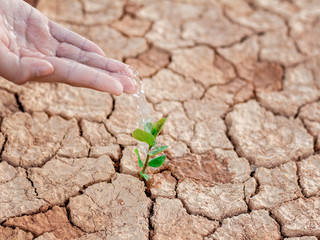 Hand nurturing and watering young baby plants growing in germination sequence on fertile soil